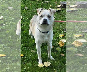 Beagle-Siberian Husky Mix Dogs for adoption in Anchorage, AK, USA