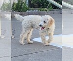 Small Photo #1 Aussiedoodle Miniature  Puppy For Sale in SPIRIT LAKE, ID, USA