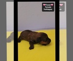 Flower - Female Yorkipoo Puppy for Sale - Photo #3