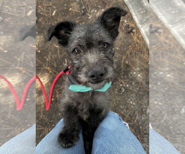 Medium Photo #3 Mutt Puppy For Sale in Newport Beach, CA, USA