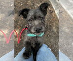 Small #2 Mutt