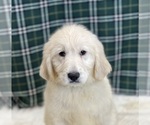 Small Photo #3 Goldendoodle Puppy For Sale in DUNDEE, OH, USA