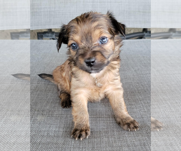 Medium Photo #1 Rat-Cha Puppy For Sale in Corona, CA, USA