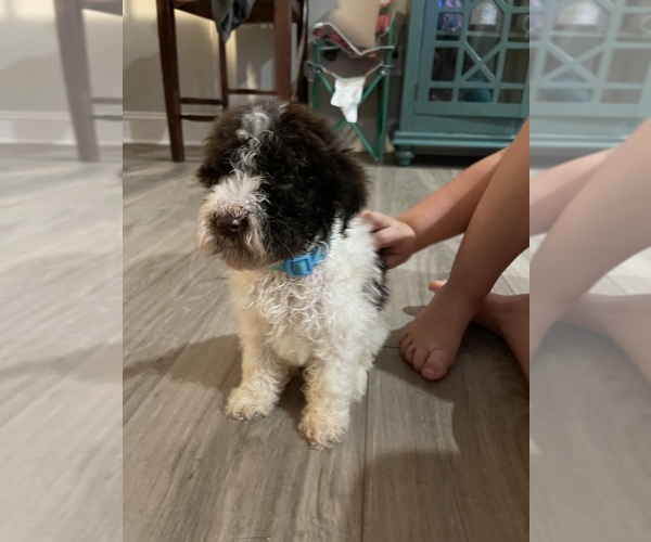 Medium Photo #9 Poodle (Standard) Puppy For Sale in LEESBURG, GA, USA