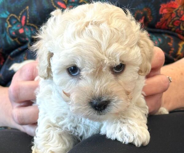 Medium Photo #15 Maltipoo Puppy For Sale in LAS VEGAS, NV, USA