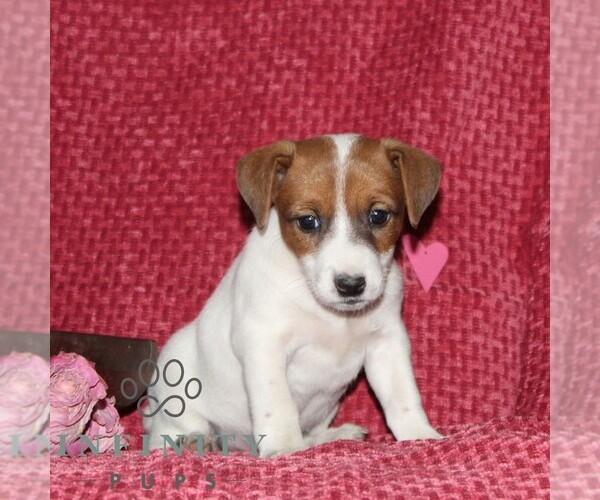 Medium Photo #5 Jack Russell Terrier Puppy For Sale in KIRKWOOD, PA, USA