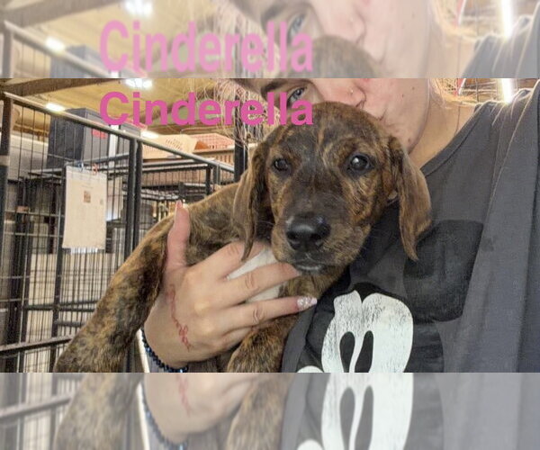 Medium Photo #3 Plott Hound-Unknown Mix Puppy For Sale in Foristell, MO, USA