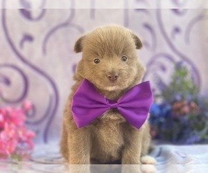 Pomeranian Puppy for sale in LANCASTER, PA, USA