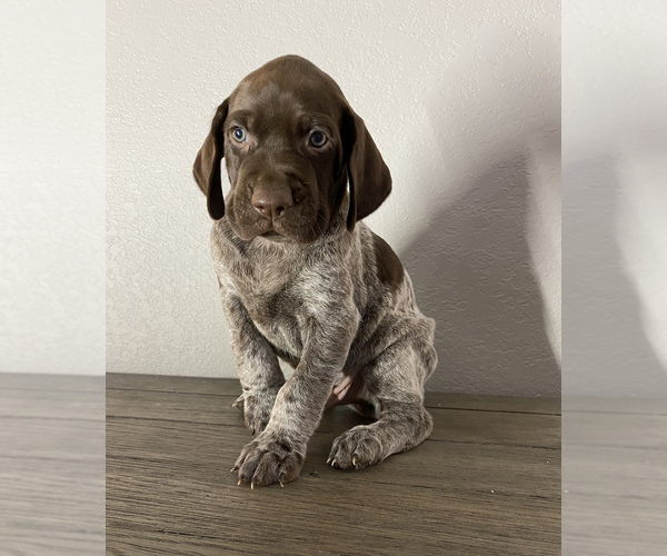 Medium Photo #8 German Shorthaired Pointer Puppy For Sale in ONEIDA, TN, USA