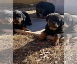 Small Photo #5 Rottweiler Puppy For Sale in FORT WASHINGTON, MD, USA