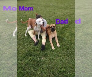 Father of the Boxer-Bullmastiff Mix puppies born on 06/19/2025