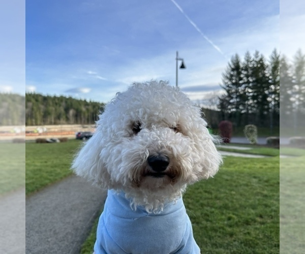 Medium Photo #1 Cockapoo (Miniature) Puppy For Sale in BUCKLEY, WA, USA