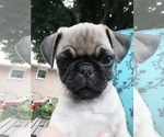 Small Photo #2 Pug Puppy For Sale in LEBANON, PA, USA