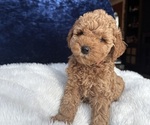 Small #5 Goldendoodle (Miniature)