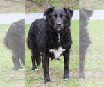 Small #1 Colonial Cocker Spaniel Mix
