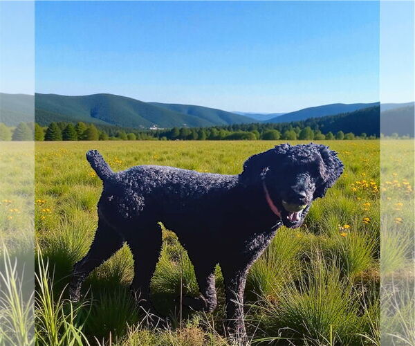 Medium Photo #2 Poodle (Standard) Puppy For Sale in Pacolet, SC, USA