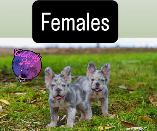 Medium Photo #2 French Bulldog Puppy For Sale in FOLSOM, CA, USA