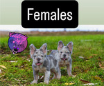 Small #1 French Bulldog