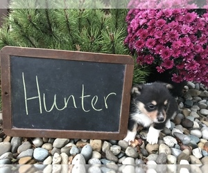 Pembroke Welsh Corgi Puppy for sale in ARCOLA, IL, USA