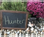 Small Photo #1 Pembroke Welsh Corgi Puppy For Sale in ARCOLA, IL, USA