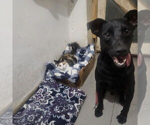 Noah - Male Mutt Dog for Adoption - Photo #3