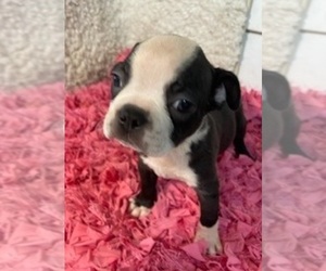 Boston Terrier Puppy for sale in CRKD RVR RNCH, OR, USA