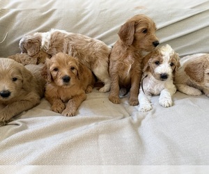 Goldendoodle Puppy for sale in FAIR OAKS, CA, USA