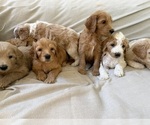 Small Goldendoodle