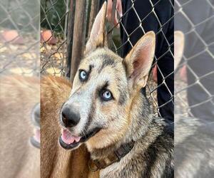 Gerberian Shepsky Dogs for adoption in Santa Barbara, CA, USA