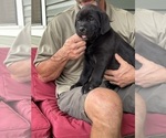 Puppy Dark Green Rotticorso