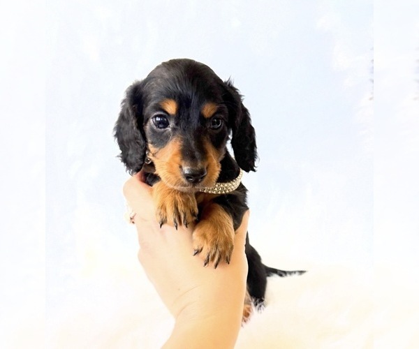 Medium Photo #8 Dachshund Puppy For Sale in DAVIS, CA, USA