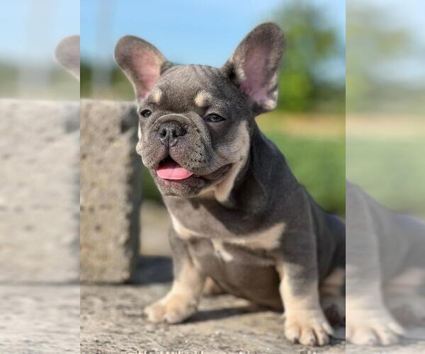 Medium Photo #1 French Bulldog Puppy For Sale in ERIAL, NJ, USA