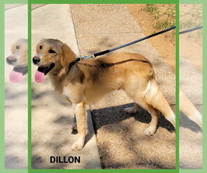 Golden Retriever-Unknown Mix Dogs for adoption in Granbury, TX, USA