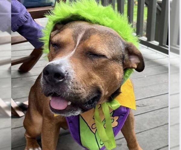 Medium Photo #46 American Pit Bull Terrier-Unknown Mix Puppy For Sale in Germantown, OH, USA