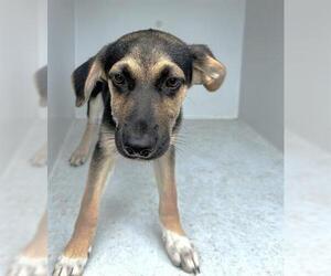 German Shepherd Dog-Unknown Mix Dogs for adoption in Houston, TX, USA