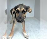 Small German Shepherd Dog Mix
