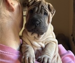 Puppy Braith Chinese Shar-Pei