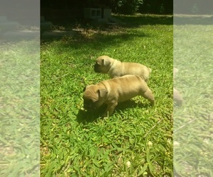 French Bulldog Puppy for sale in NEW WAVERLY, TX, USA