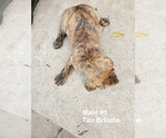 Small Photo #11 Plott Hound Puppy For Sale in MIDVALE, UT, USA