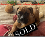 Small Photo #5 Boxer Puppy For Sale in DRYDEN, NY, USA