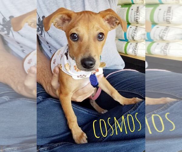 Medium Photo #28 Chiweenie Puppy For Sale in San Antonio, TX, USA