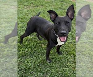 Labrador Retriever-Unknown Mix Dogs for adoption in Conroe, TX, USA