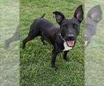 MARTHA - Female Labrador Retriever-Unknown Mix Dog for Adoption - Small photo