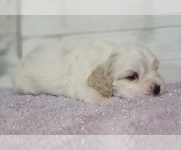 Medium Photo #25 Cocker Spaniel Puppy For Sale in TERRY, MS, USA