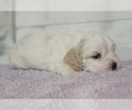 Small Photo #25 Cocker Spaniel Puppy For Sale in TERRY, MS, USA