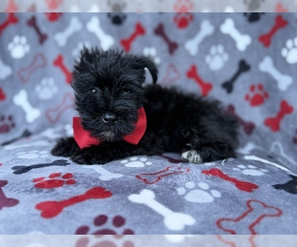 Medium Photo #3 Schnauzer (Miniature) Puppy For Sale in LAKELAND, FL, USA