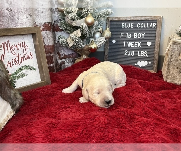 Medium Photo #5 Saint Berdoodle Puppy For Sale in QUEEN CREEK, AZ, USA