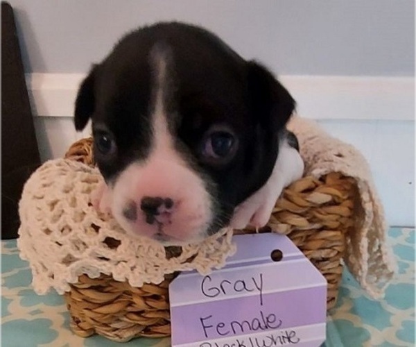 Medium Photo #5 Boston Terrier Puppy For Sale in GAFFNEY, SC, USA