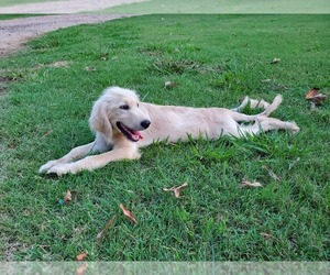 Goldendoodle Puppy for sale in CLARKSVILLE, TX, USA