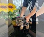 Small Photo #5 Yorkshire Terrier Puppy For Sale in RIVERSIDE, CA, USA
